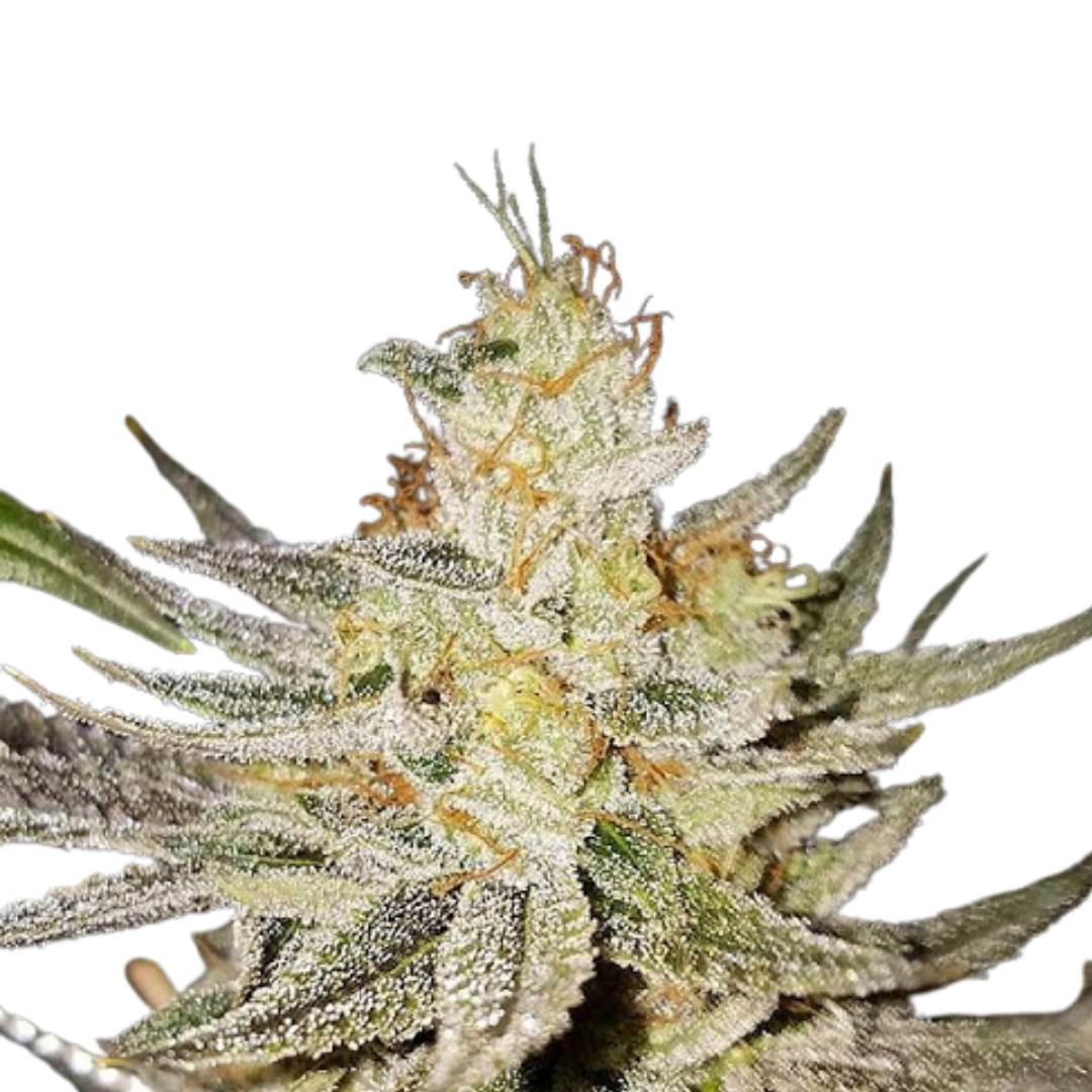 Apple Fritter - feminized