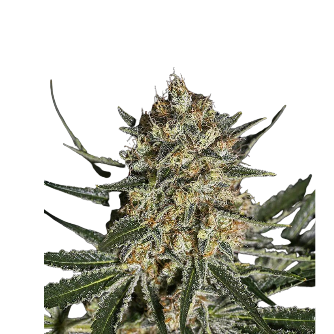 Lemon Skunk - feminized