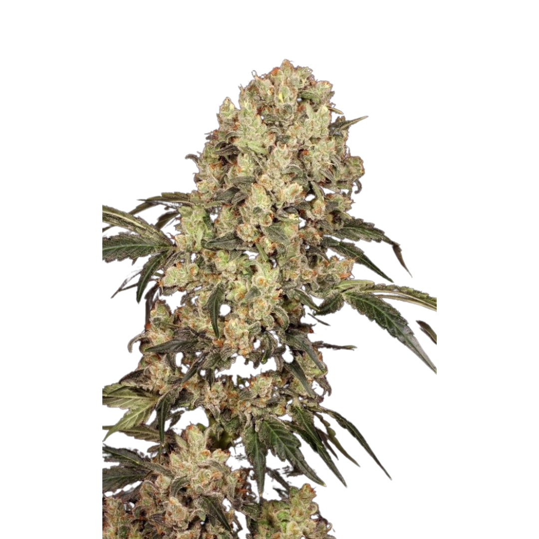 Lemon Tree x Ghost OG - USA Originals - feminized