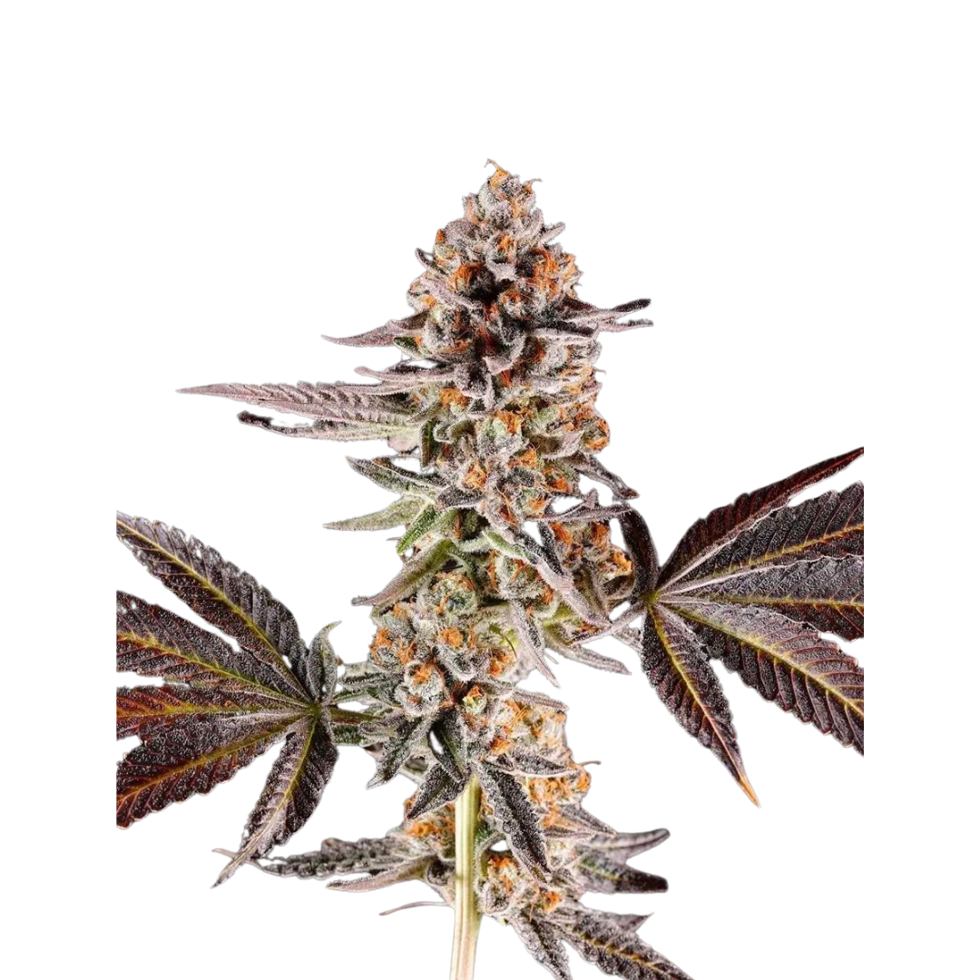 Mandarin Sunset - USA Originals - feminized