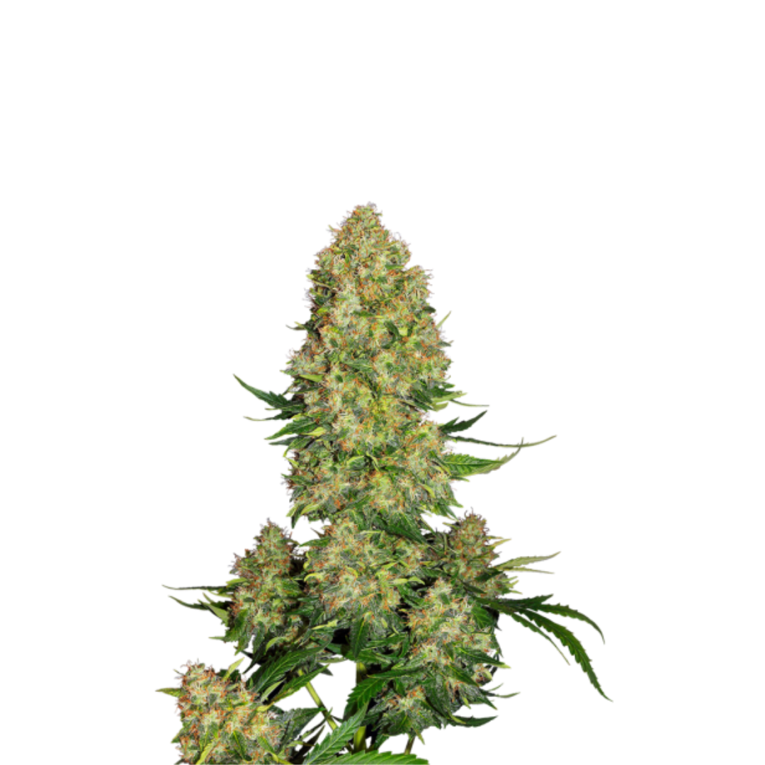 Mango Sherbet - USA Originals - feminized