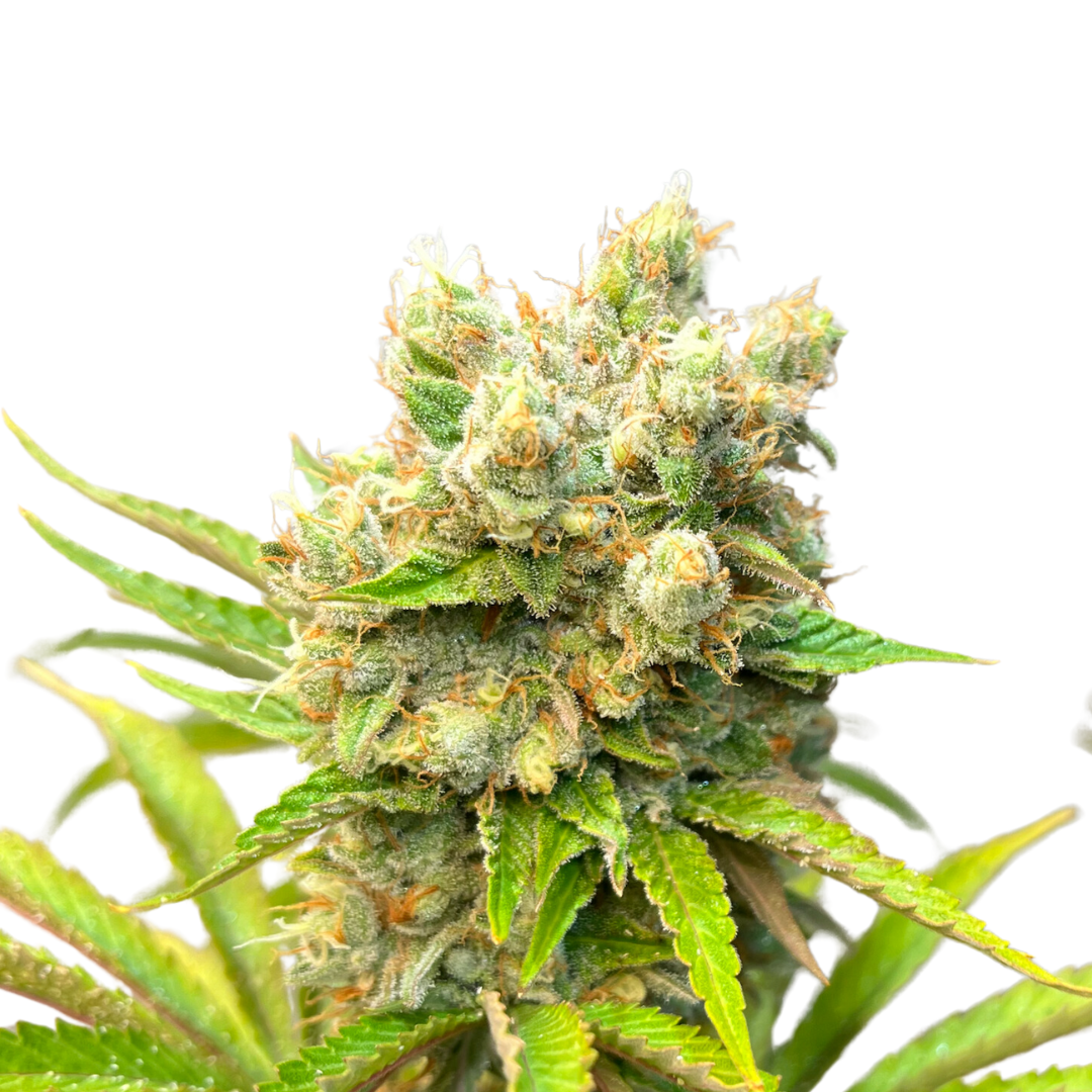 Apple Fritter - feminized