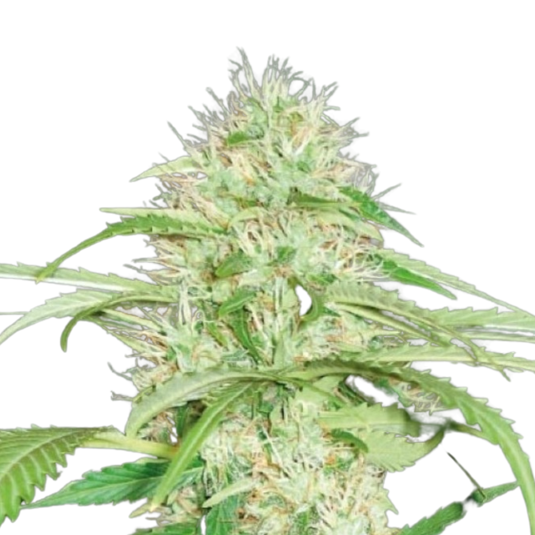 Apple Fritter - feminized