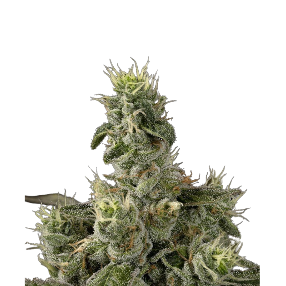 Moby Dick - feminized