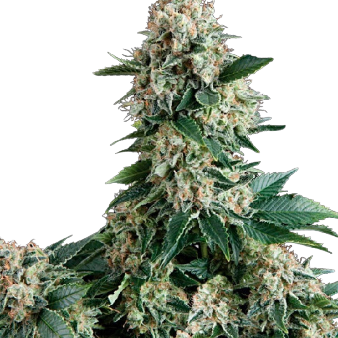 Apple Fritter - feminized