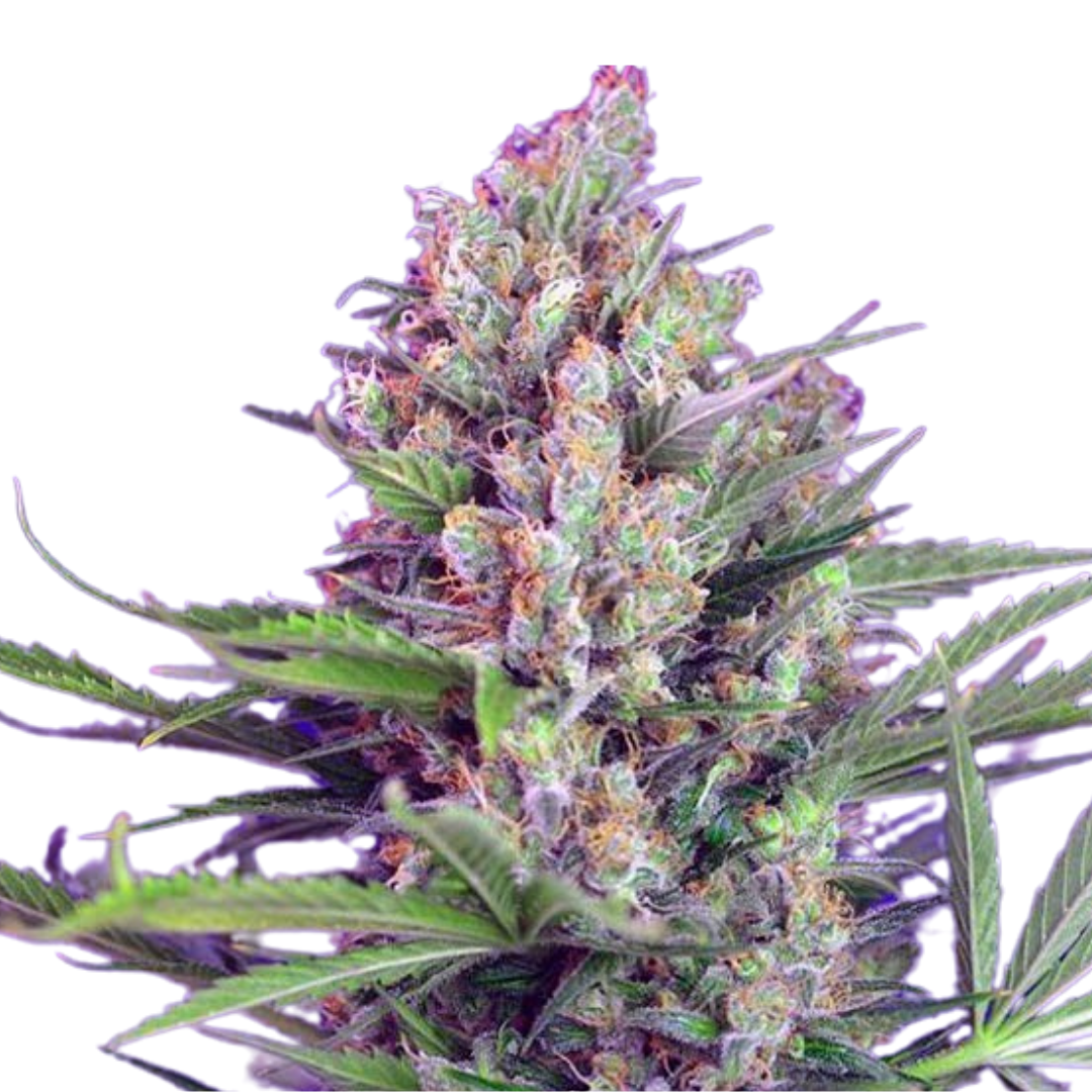 Apple Fritter - feminized