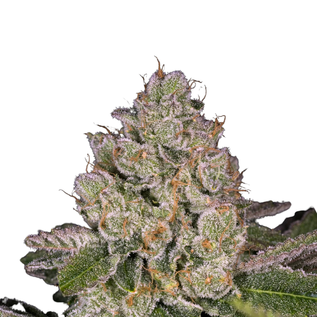 Apple Fritter - feminized