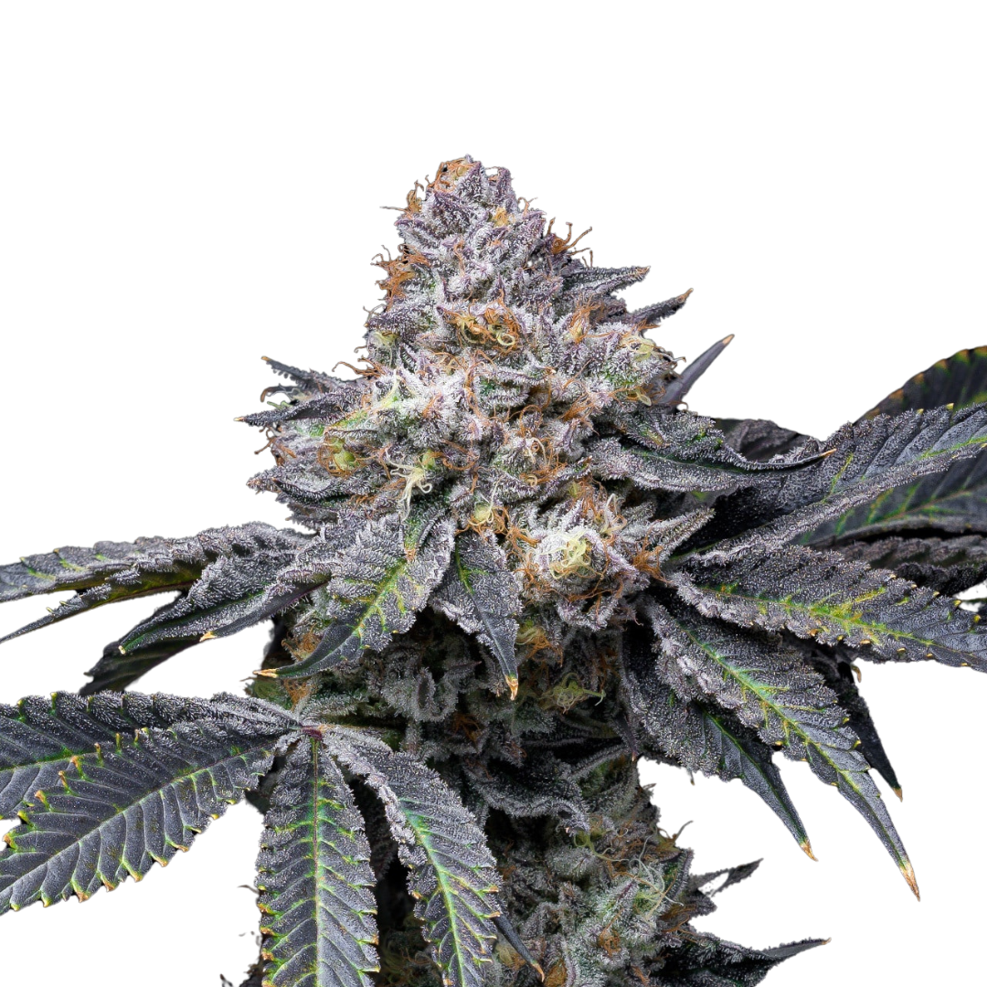 Apple Fritter - feminized