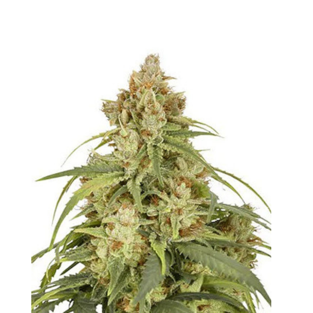 Powerplant - feminized