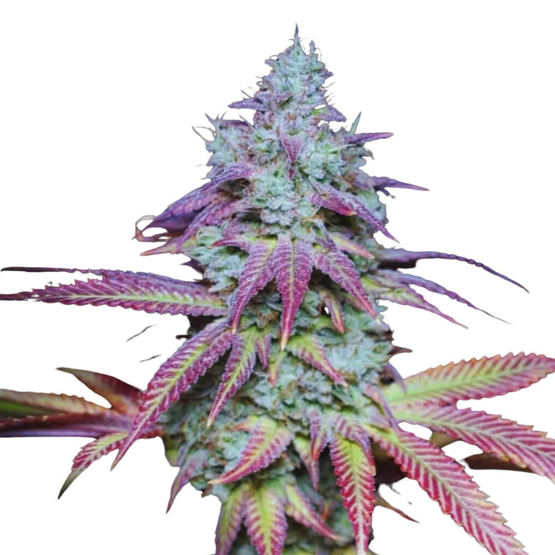 Apple Fritter - feminized