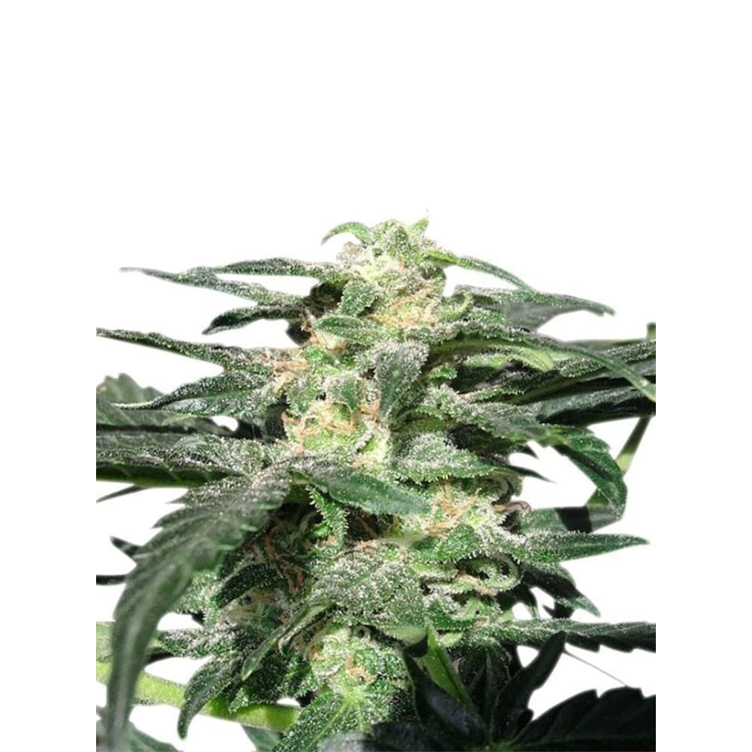 Purple Punch - Originales de EE. UU. - Autofloreciente