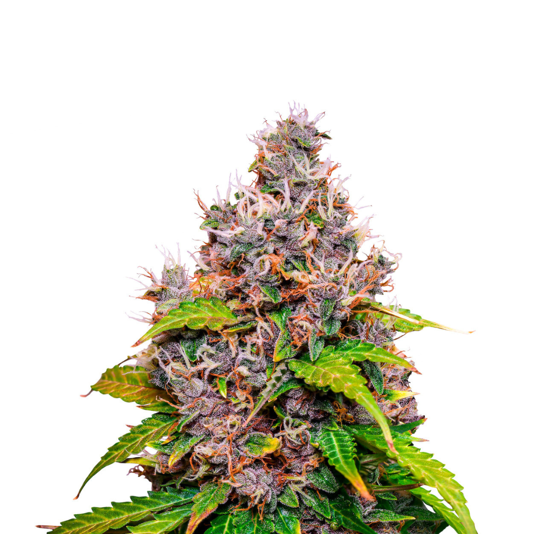 Apple Fritter - feminized