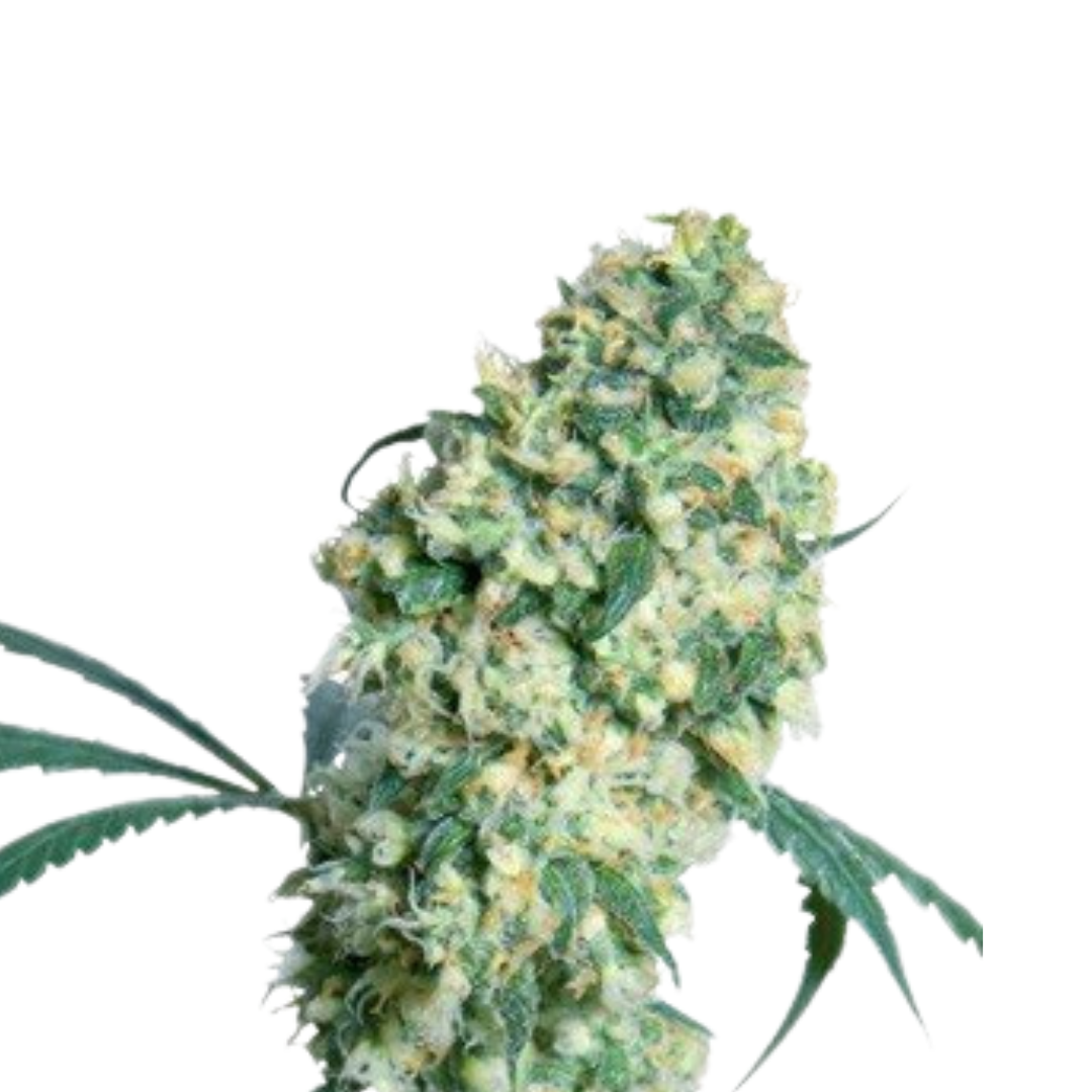 Apple Fritter - feminized