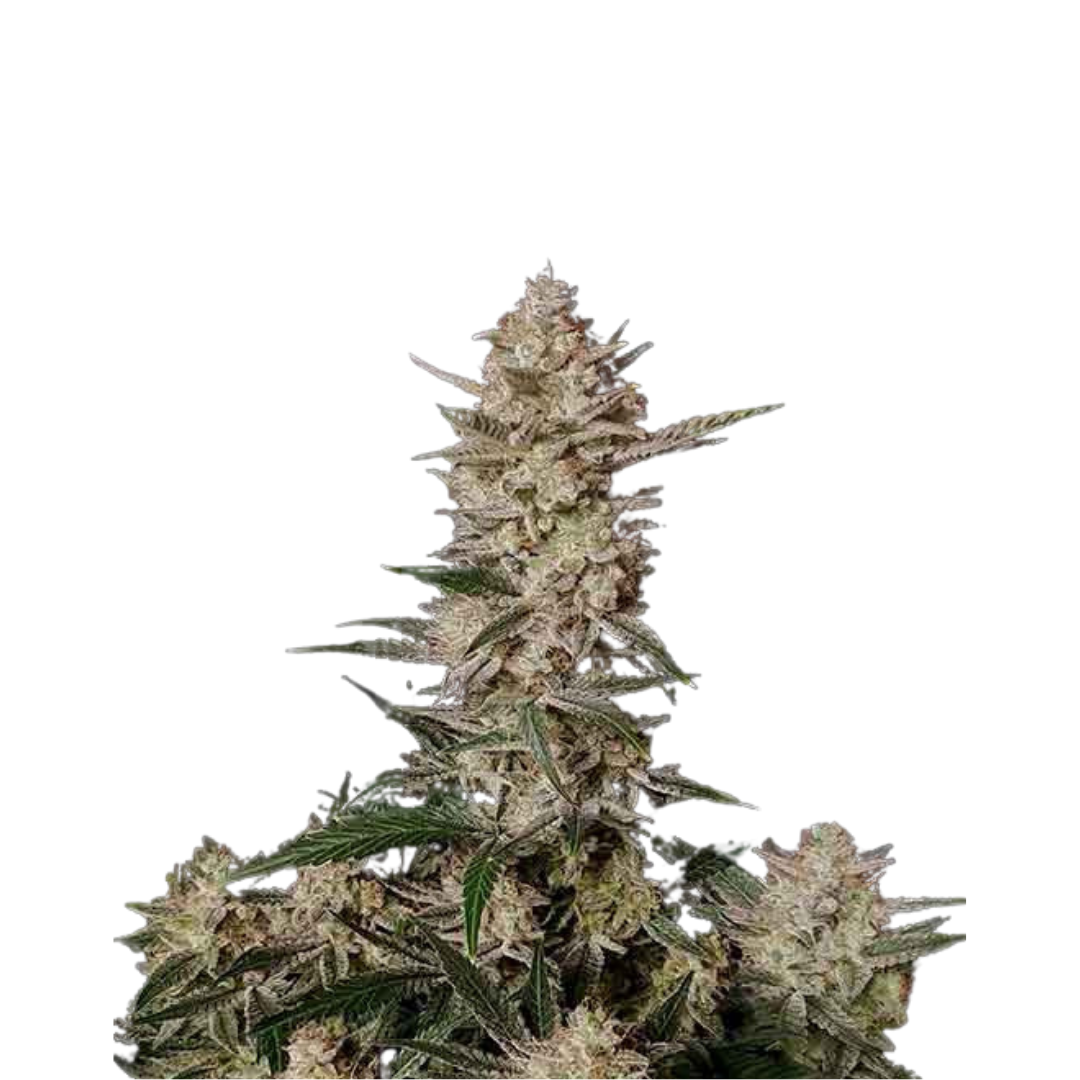 Sublimator - USA Originals - feminized