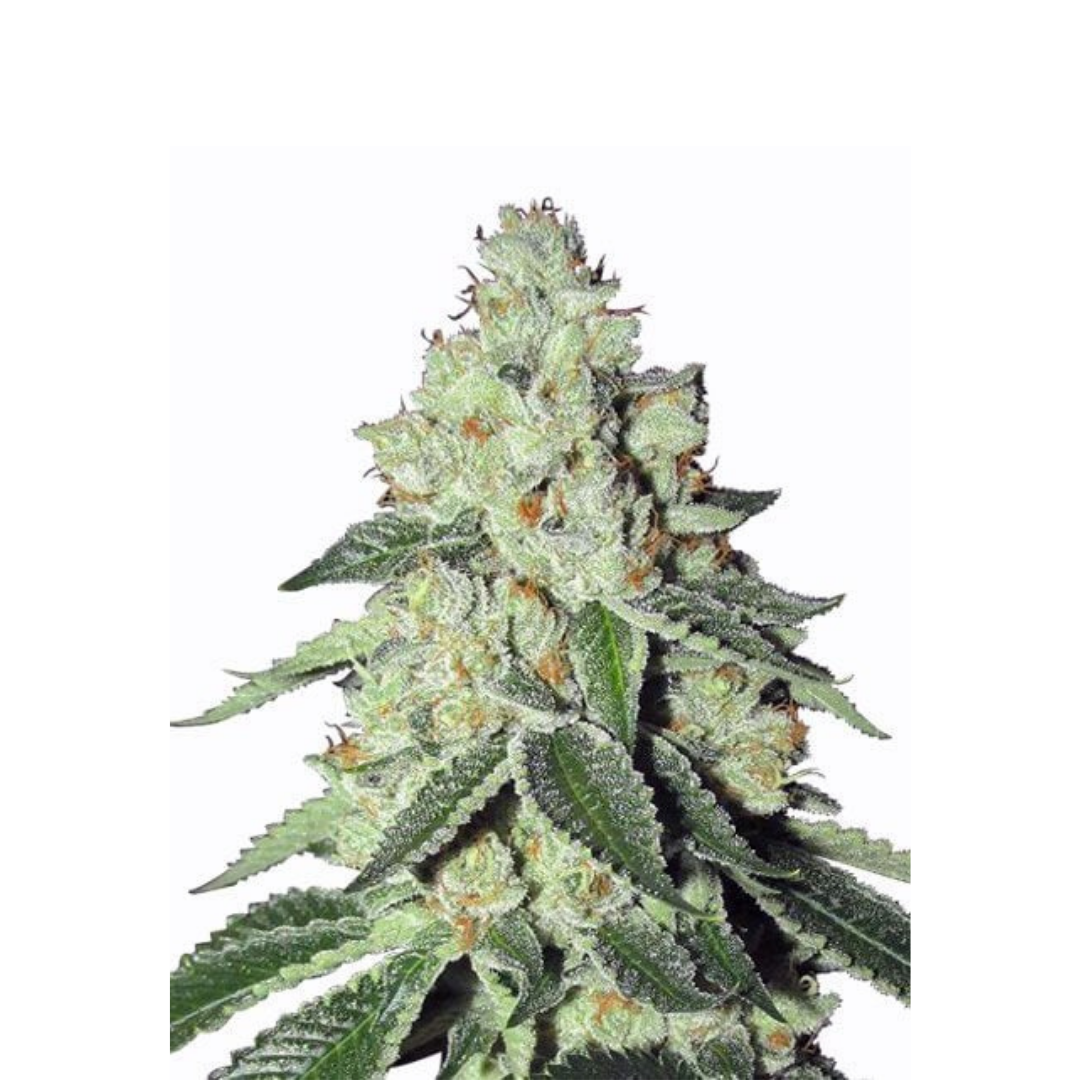 Super Lemon Haze - feminized