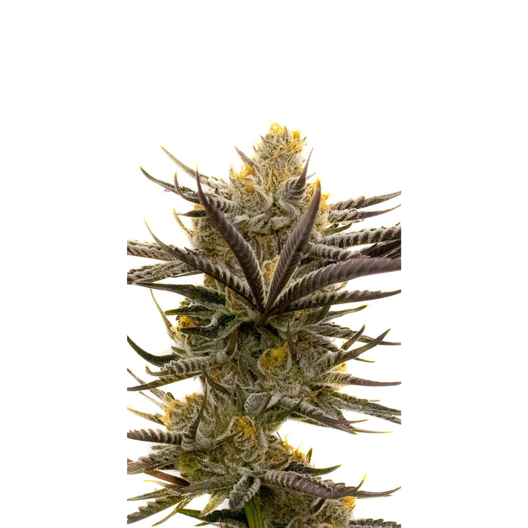 Super Skunk - feminized