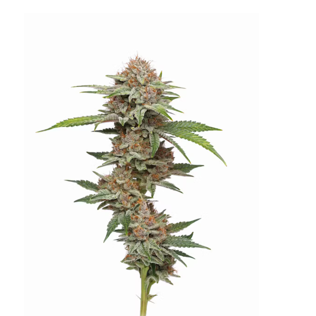 Tangie - Autoflowering