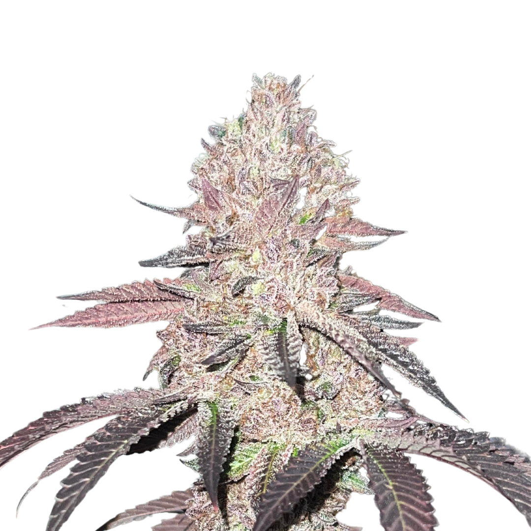 Apple Fritter - feminized