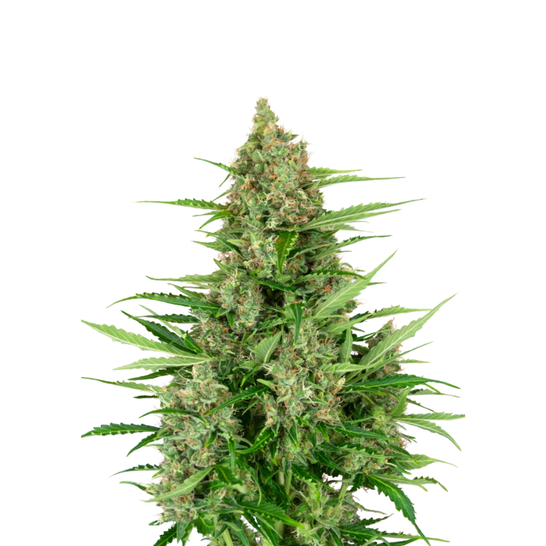 Underdog OG - USA Originals - feminized