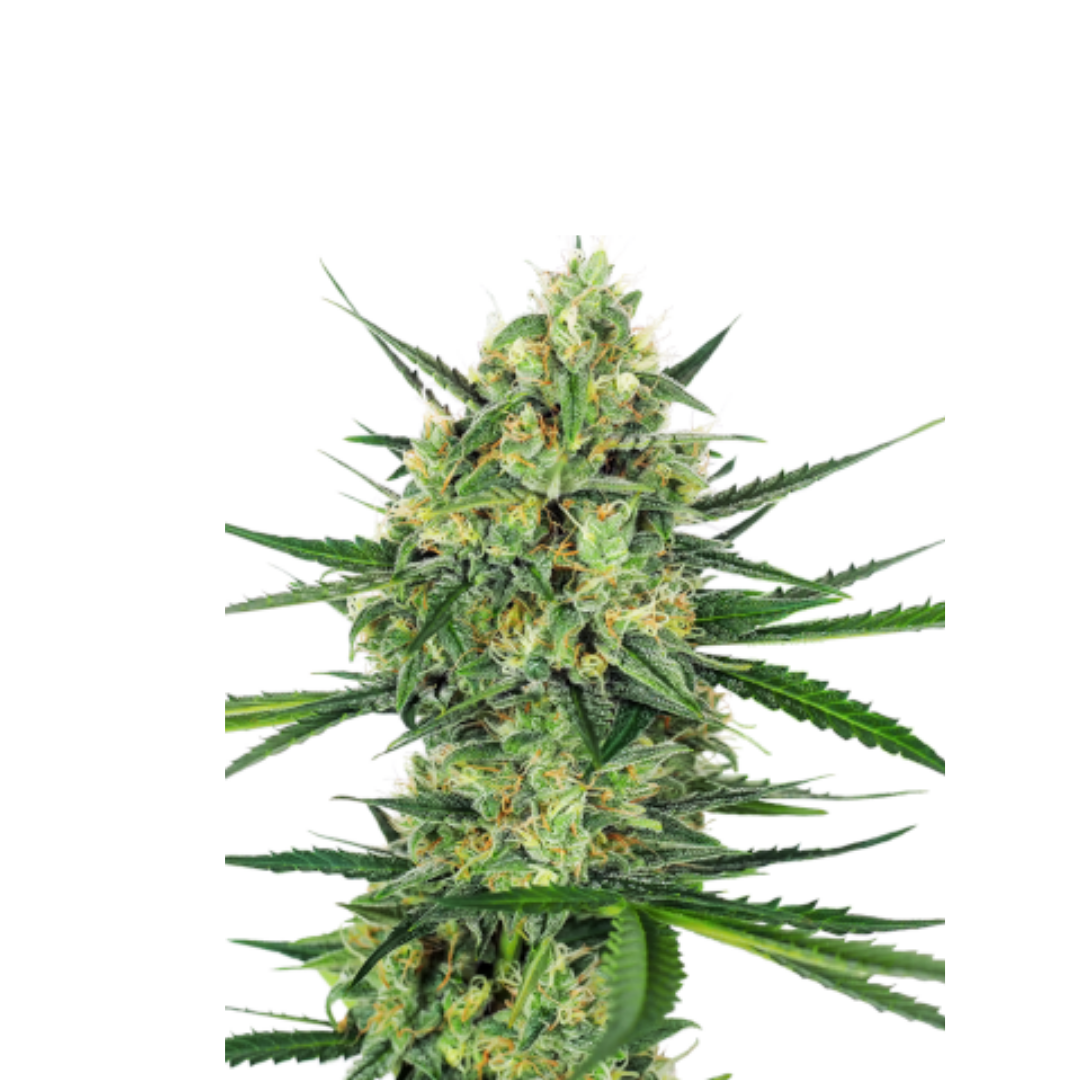 White Rhino - feminized