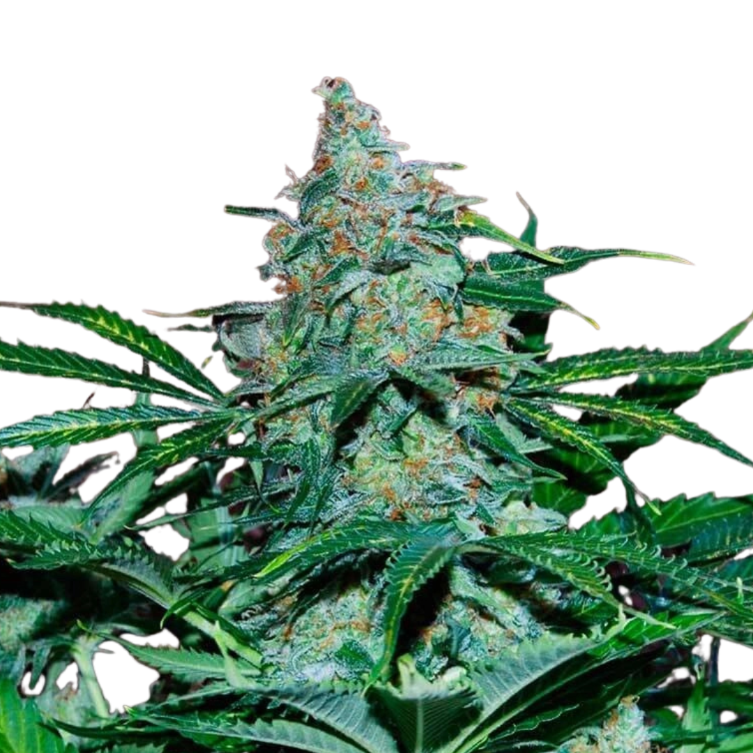 Apple Fritter - feminized